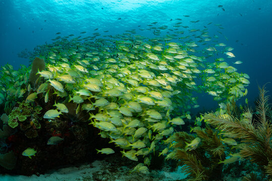 school of yellow grunt in Mexico