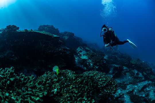 scuba diver over Cabo Pulmo reef in Baja California Mexico