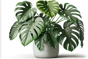 Foto op Canvas Monstera in a container, close up of tropical foliage, or houseplant growing inside for ornamental purposes, isolated on white. Generative AI © 2rogan
