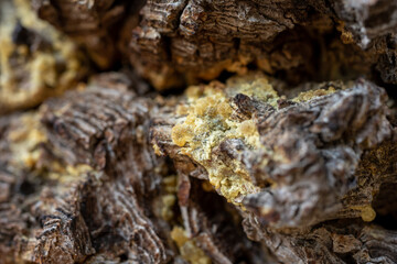 Narrow Focus Of Dried Pine Sap In Tree Trunk