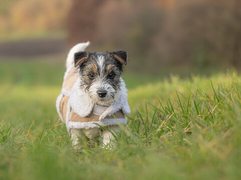 Small rough-haired Jack Russell Terrier puppy 15 weeks old. young dog standing in a medow on a cold sunny December day, wearing a warm coat.