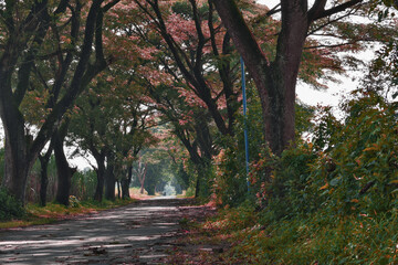 Fototapeta premium autumn in the park