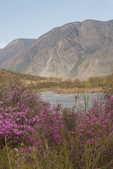 The rhododendron Ledebura pink blossom in may in the Altai mountains