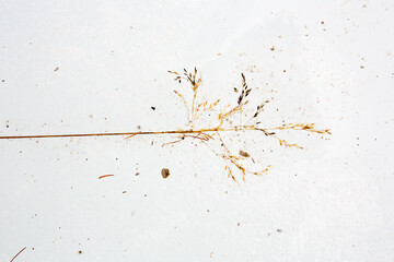 Abstract view, ice, patterns of frozen air bubbles, blades of grass and leaves. Beautiful background, natural texture