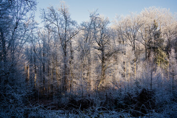 forest trees with ice, wintertime in Germany, Christmas, Dezember