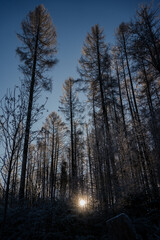 frozen trees in winter with blue sky