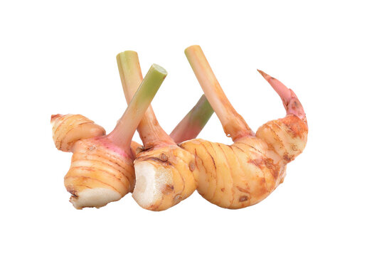 galangal isolated on transparent png