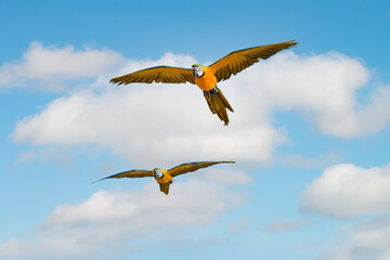 Macaw parrots flying in the sky