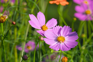 close up of cosmos flower