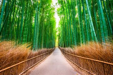 Kyoto, Japan at the Bamboo Forest