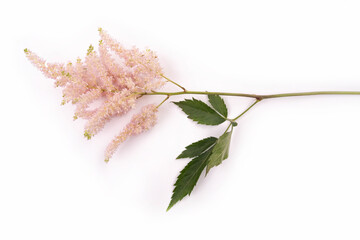 Astilba flower pink isolated on white background