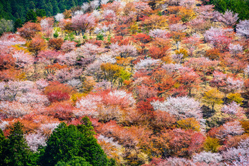 Yoshinoyama, Nara, Japan Spring Landscape