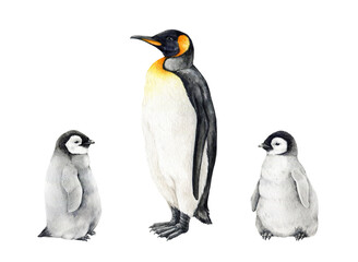 Penguin bird with a cute little baby set. Watercolor illustration. Hand drawn baby penguins with a parent. Antarctica wildlife bird. Beautiful penguins isolated on white background