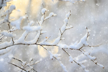 winter background branches snow park nature