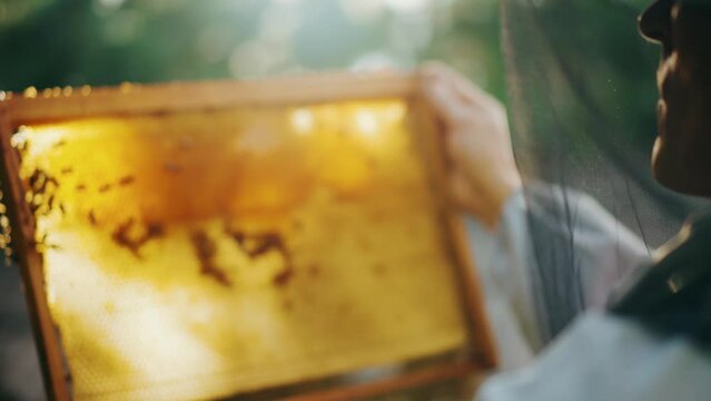 In the apiary, a close-up frame for bees in the hands of a beekeeper
