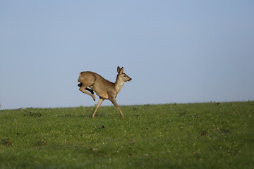 Chevreuil prêt pour un nouveau saut.
