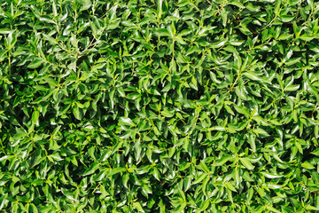 Climber plant background. Creeper plant texture. Gedge bush pattern. Green natural summer wall. Home outdoor decoration.