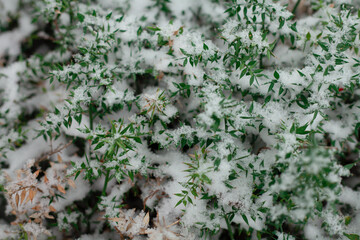 Green prickly grass under white fluffy snow