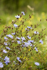 Blooming chicory, common chicory Cichorium intybus. Honey plant, nectar and pollen. Coffee substitute. Used in confectionery, canning production, appetite drinks, infusion of chicory inflorescence