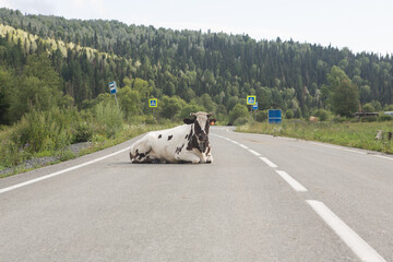 Fearless cow lying on the road in the mountains