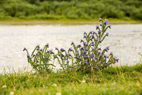 flowers of the common bruise chium vulg re in a summer meadow, selective focus