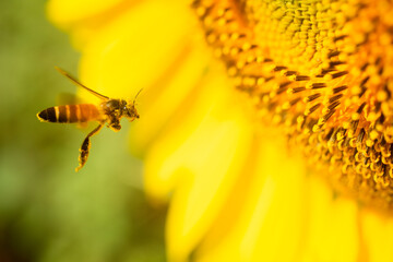 bee on yellow flower