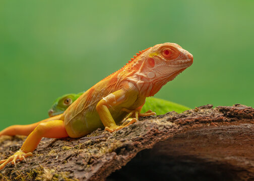 Lacerta Bilder Durchsuchen 12,903 Archivfotos, und