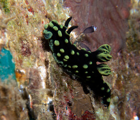 A Nembrotha Cristata nudibranch crawling on a wreck Boracay Island Philippines