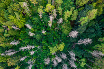 Fly forward over green conifers in autumn. Colorful forest from a bird's eye view down. Green and yellow tops on a cold morning from a drone