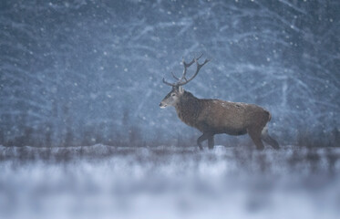Deer buck in winter scenery