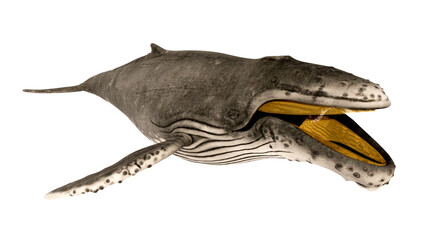 3d rendering, 3d image of a blue whale isolated on a white background