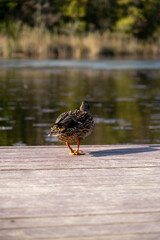 duck on the pier