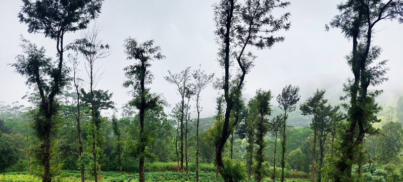 Rainy Day Green Ecosystem At Wet Zone Mountain Sri Lanka