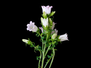 flowers on a black background