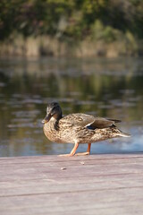 duck on the pier