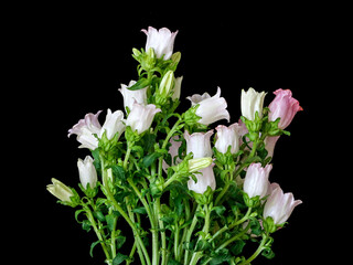 flowers on a black background