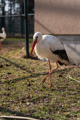 Stork in the Höllohe wildlife park in Teublitz near Schwandorf, Germany