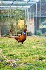 A male pheasant (Phasianus colchicus) in the Höllohe Wildlife Park in Teublitz near Schwandorf, Germany
