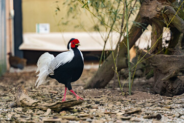 Männlicher Silberfasan im Wildtierpark Höllohe in Teublitz bei Schwandorf