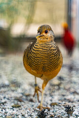 Weiblicher Goldfasan im Wildtierpark Höllohe in Teublitz bei Schwandorf