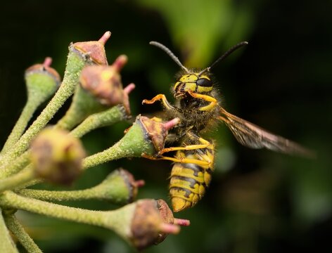 Wasp in flight on a flower
