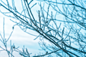 Winter Winterwonderland