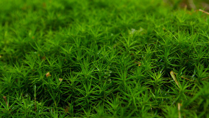 forest green moss green grass