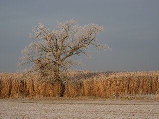 Frost im Münsterland