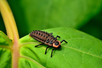 カメノコテントウの幼虫