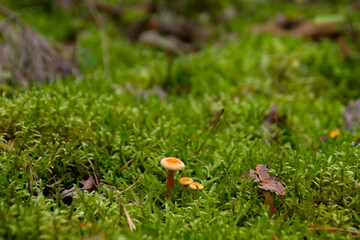 Forest grass moss small mushrooms close up