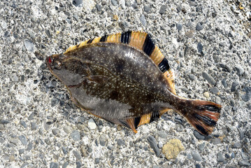 Obraz premium ヌマガレイ