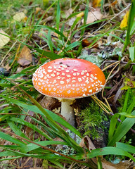 Red poisonous toadstools in the green forest