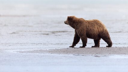 Obraz premium A coastal brown bear standing on a sandbar looking out into the ocean at Cook Inlet, Alaska