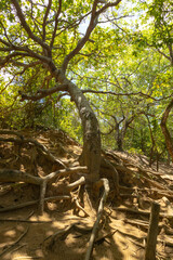 Tree with exposed roots in the forest.